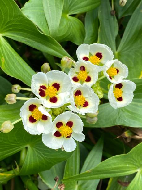 Sagittaria Montevidensis Also known as Giant Arrowhead blooming in my garden sagittaria aquatic plant stock pictures, royalty-free photos & images