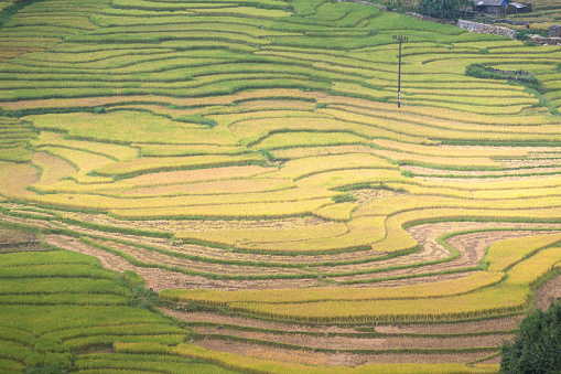 Rice fields on terraced in sunset at SAPA, Lao Cai, Vietnam. the harvest at Northwest Vietnam