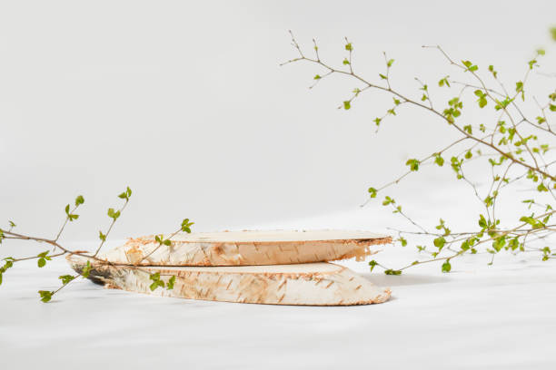 istock A minimalistic scene with a lying birch tree and a green twig. 1326038963
