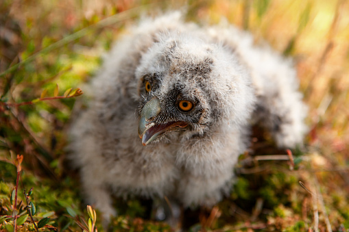Long-eared owl chicks flew out of the nest and sit on the moss.