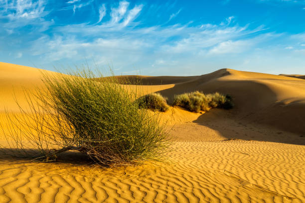 dunes de sable dans le désert - thar desert photos et images de collection