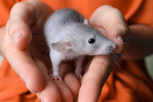 istock Woman holding cute small rat, closeup view 1326040367