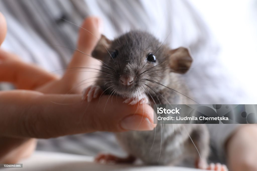 Woman with cute small rat on sofa, closeup view Rat Stock Photo
