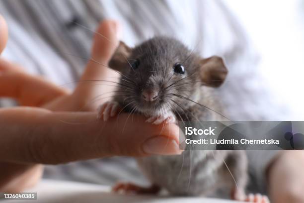 Woman With Cute Small Rat On Sofa Closeup View Stock Photo - Download Image Now - Rat, Mouse - Animal, Cute