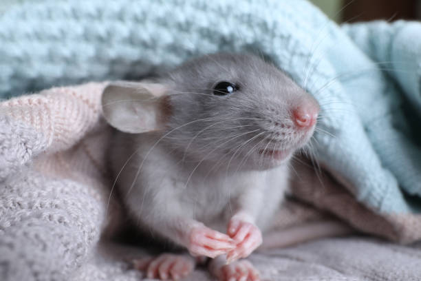 simpatico piccolo topo avvolto in plaid a maglia, primo piano - ratto foto e immagini stock