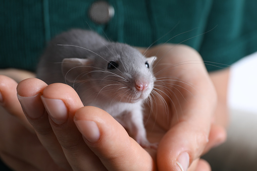 Woman holding cute small rat, closeup view