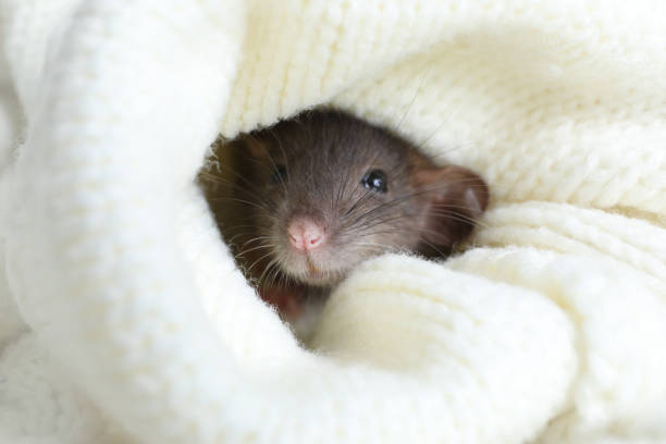 istock Cute small rat wrapped in white knitted plaid, closeup 1326041314