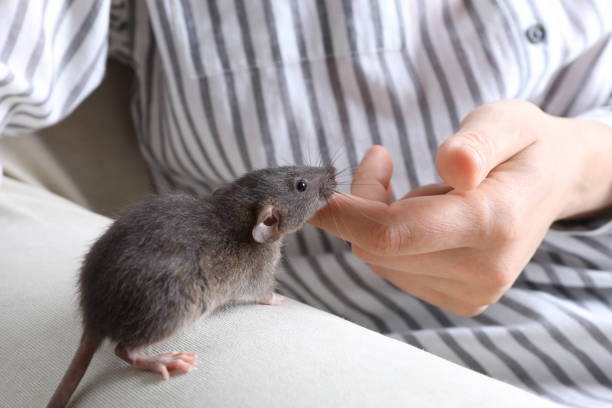istock Woman with cute small rat on sofa, closeup view 1326041408