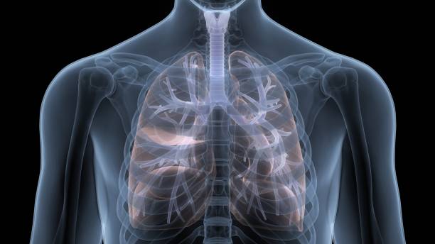 ヒト呼吸器系肺解剖学 - human lung tuberculosis bacterium emphysema human trachea ストックフォトと画像