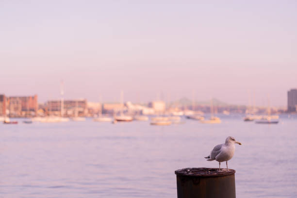 Closeup of a seagull, perching on a wooden pole at the outer harbour boston