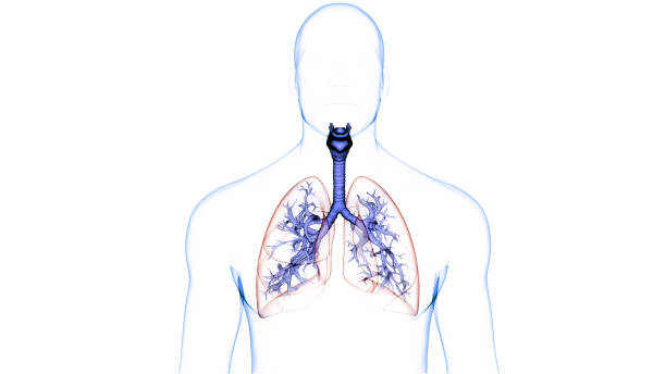 anatomia dos pulmões do sistema respiratório humano - human lung tuberculosis bacterium emphysema human trachea - fotografias e filmes do acervo