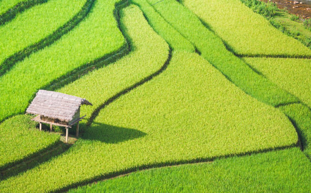 Sunrise scenics view seeing fully field terraces and old rural cottage