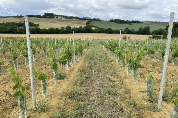 istock biennial grape growth on bio farm in france 1326041809