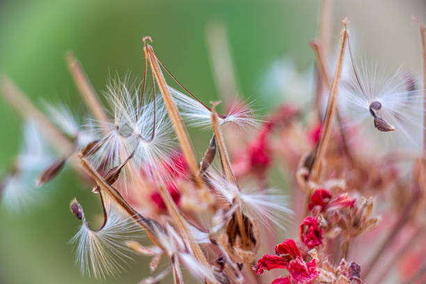 Brightly lit Pelargonium seeds, with fluffy hairs and a spiral body, are reflected in black perspex. Geranium seeds that look like ballerina ballet dancers. Motes of dust shine in the background like a constellation of stars. High quality photo