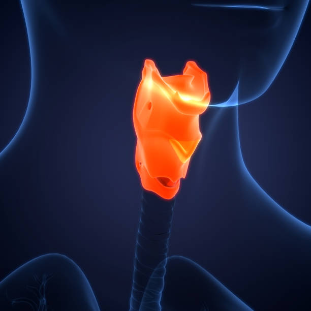 istock Human Respiratory System Larynx and Pharynx Anatomy 1326042943
