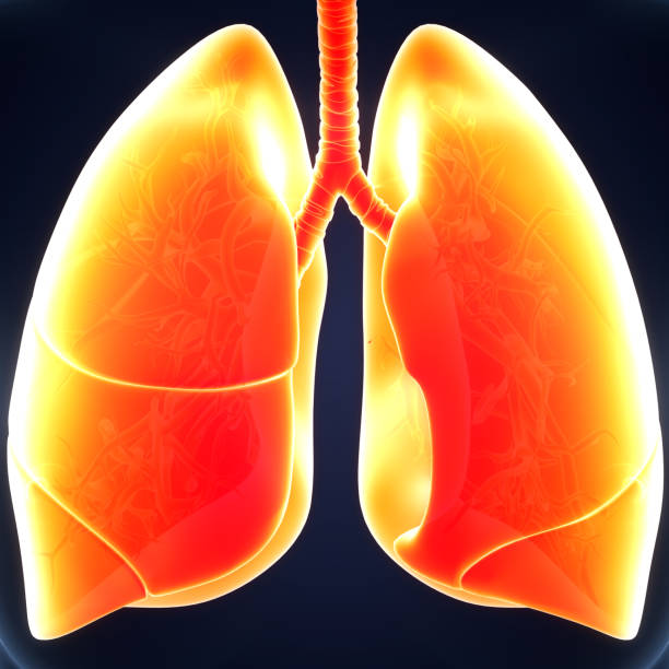 istock Human Respiratory System Lungs Anatomy 1326043350