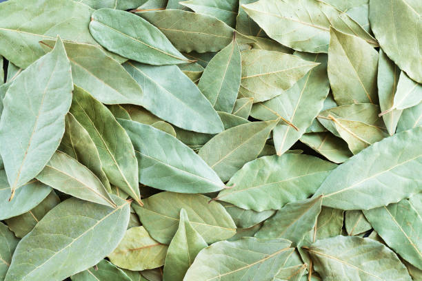 istock Green dried bay leaves or laurel background 1326043424