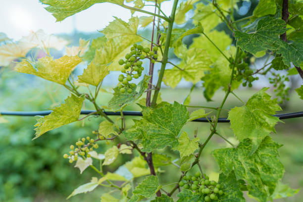 istock A vine with green, unripe bunches of grapes. 1326046374