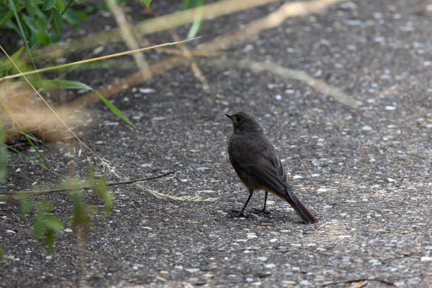 istock Warbler Redstart in the garden looking for food 1326047103