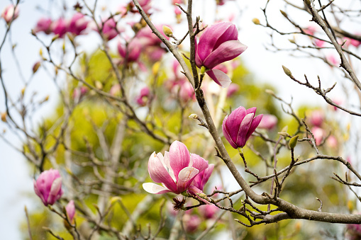 Blooming Magnolia in Spring