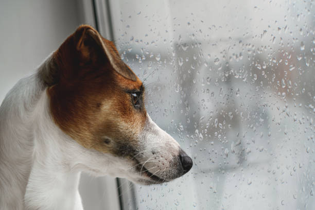 istock Sad dog is lying on the window 1326048945
