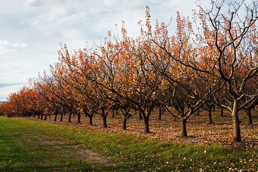 Apricot orchard in autumn with golden leaves falling on the ground, Otago region, South Island