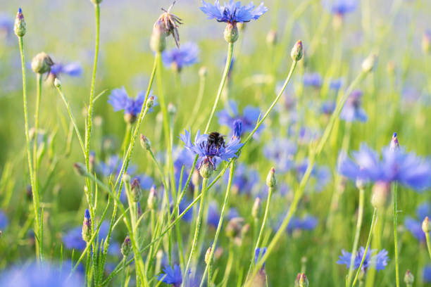istock beautiful summer landscape with cornflower field, desktop wallpaper.   Close up 1326049140