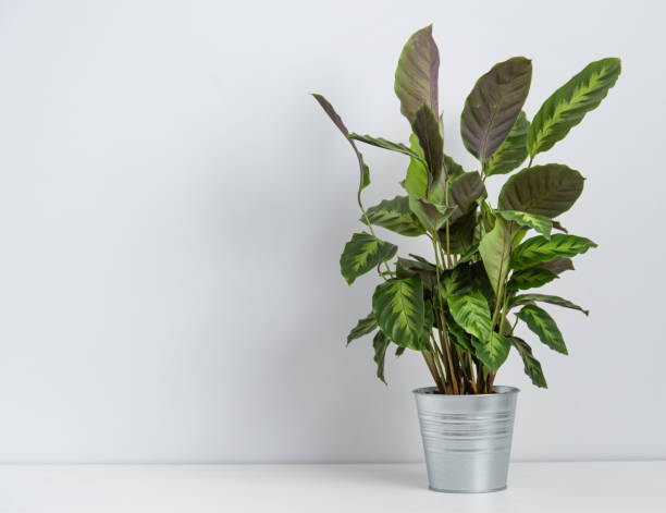 Scandinavian concept. Beautiful house plant kalathea in metal pot on white table. Front view and copy  space Scandinavian concept. Beautiful house plant kalathea in metal pot on white table. Front view and copy  space image calathea photos stock pictures, royalty-free photos & images
