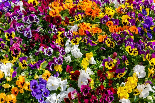Many small multi colored pansies on a bed