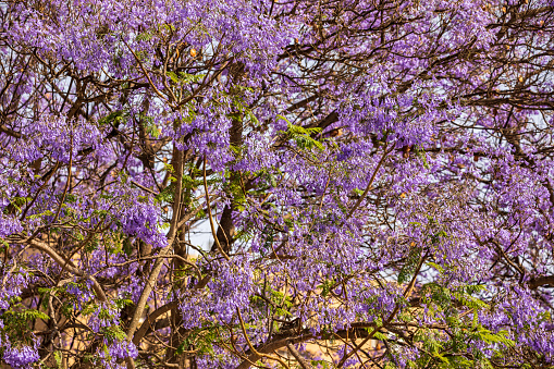 Jacaranda tree flowering in Israel
