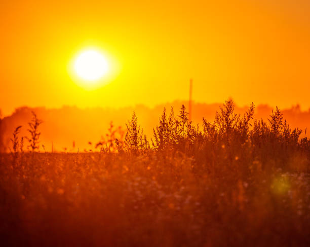 A sun disc shining through the mist during the summer sunrise. Summertime scenery of Northern Europe.
