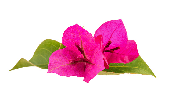 Bougainvillea  flowers isolated on white background