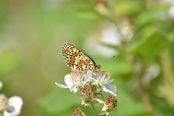 istock Spotted fritillary butterfly, red-band fritillary 1326053133