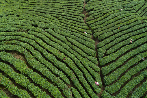 Aerial view of woman farmer  harvest free tea leaves in spring mountains