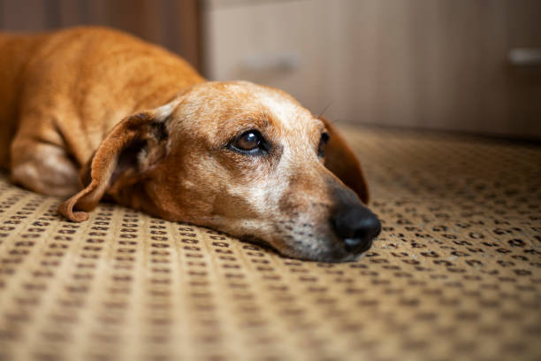 close up portrait of old gray-haired dachshund resting on sofa at home. - dachshund color image dog animal imagens e fotografias de stock