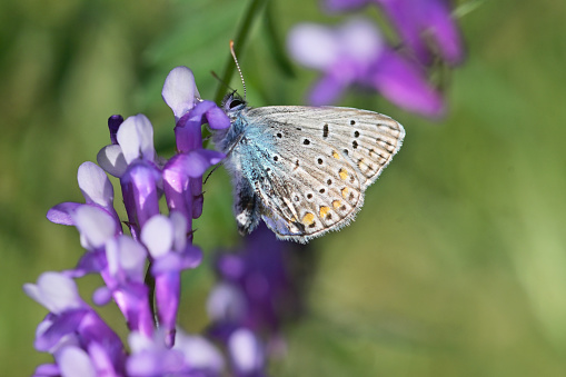 Closeup Common Blue (Polyomathus icarus) butterfly