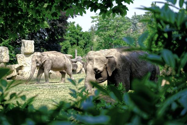 istock Elephant in Prague ZOO. High quality photo 1326054769