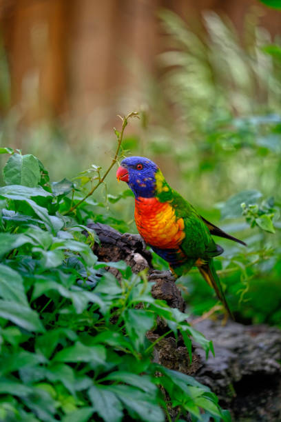 uccello lorie arcobaleno con albero nello zoo - open mouth foto e immagini stock