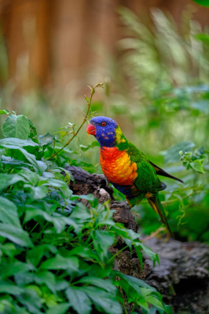 istock bird Rainbow lorie with tree in zoo 1326054789