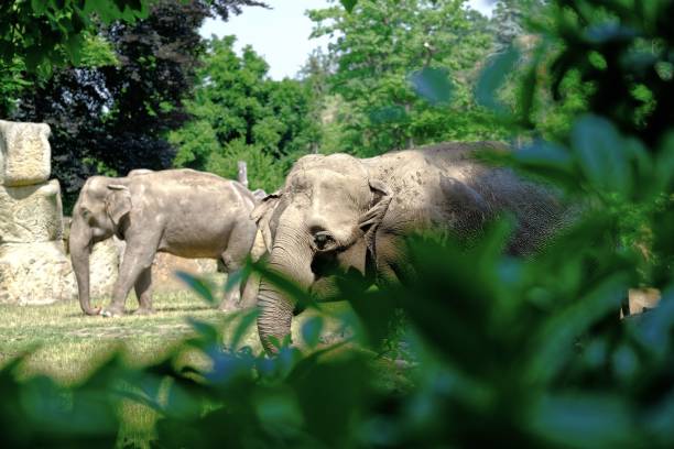 istock Elephant in Prague ZOO. High quality photo 1326054797