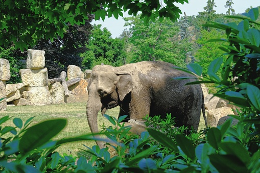 Elephant in Prague ZOO in nature