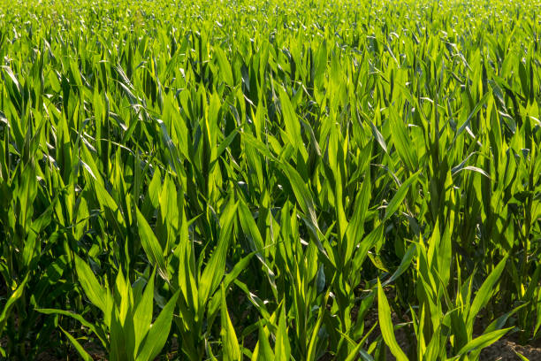The area planted with corn as much as possible is green with a frame of 1 meter.