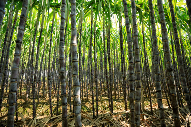 istock Sugarcane plants grow in field 1326056011