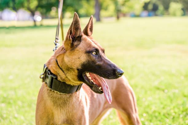 istock Belgian Malinois shepherd, k9 police dog 1326056236