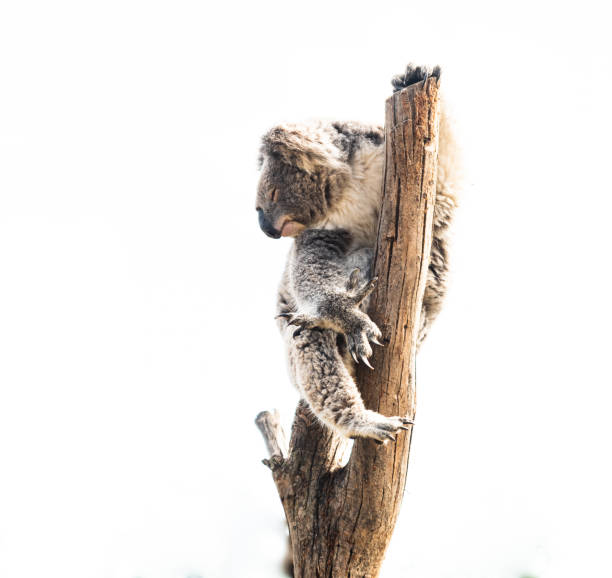 Koala Native animal to australia called Koala sleeping koala bear stock pictures, royalty-free photos & images
