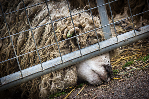 Image of a sheep trying to reach food pellets underneath the fence.