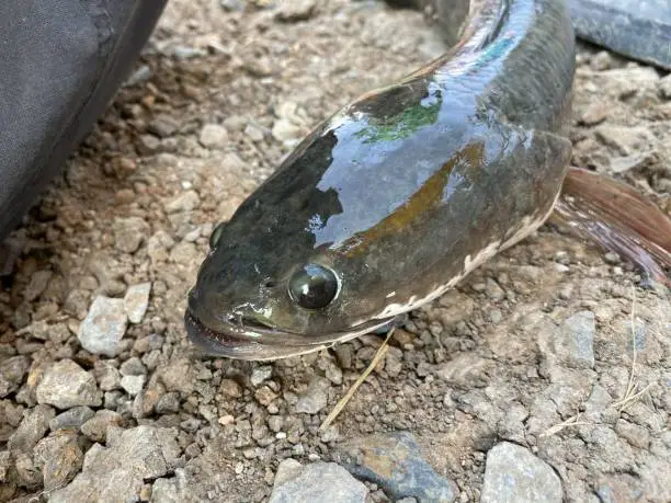 close up snakehead fish on the ground
