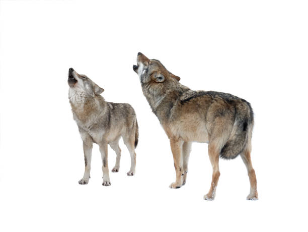 istock Wolf and she-wolf howling isolated on white background 1326058055