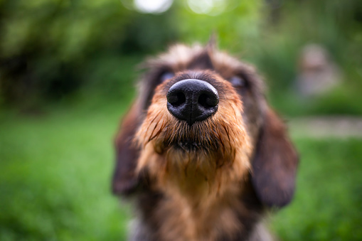 The dog sniffs the camera. Close-up of a dog's nose.