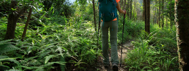 istock Backpacker hiking in summer forest mountain 1326059626